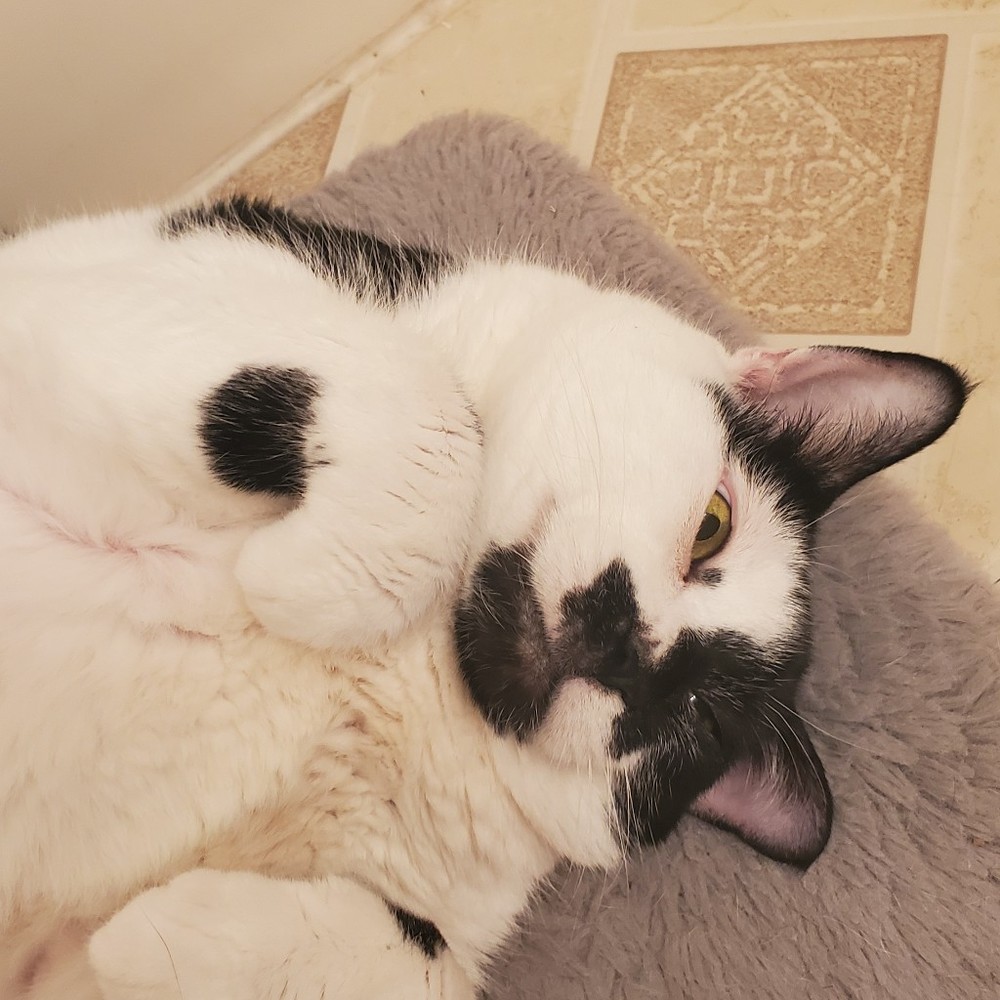 Meet your Posher, Mylah